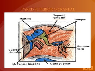 PARED SUPERIOR O CRANEAL
 