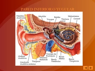 PARED INFERIOR O YUGULAR
 