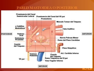 PARED MASTOIDEA O POSTERIOR
 