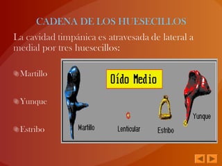 CADENA DE LOS HUESECILLOS
 