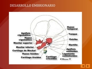 DESARROLLO EMBRIONARIO
 