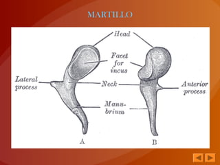 MARTILLO
 