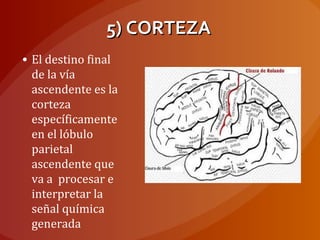 5) CORTEZA5) CORTEZA
• El destino final
de la vía
ascendente es la
corteza
específicamente
en el lóbulo
parietal
ascendente que
va a procesar e
interpretar la
señal química
generada
 