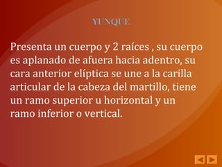 Presenta un cuerpo y 2 raíces , su cuerpo
es aplanado de afuera hacia adentro, su
cara anterior elíptica se une a la carilla
articular de la cabeza del martillo, tiene
un ramo superior u horizontal y un
ramo inferior o vertical.
 
