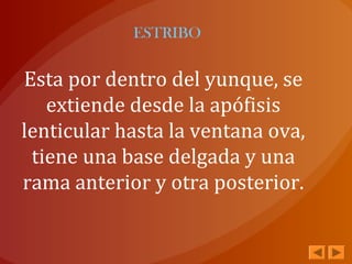 ESTRIBO
Esta por dentro del yunque, se
extiende desde la apófisis
lenticular hasta la ventana ova,
tiene una base delgada y una
rama anterior y otra posterior.
 