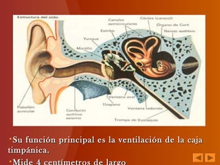 •Su función principal es la ventilación de la cajaSu función principal es la ventilación de la caja
timpánica.timpánica.
•
 