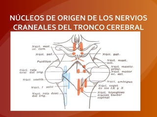 NÚCLEOS DE ORIGEN DE LOS NERVIOS
CRANEALES DEL TRONCO CEREBRAL
 