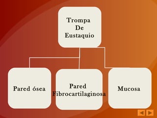 Trompa
De
Eustaquio
Pared ósea Pared
Fibrocartilaginosa
Mucosa
 
