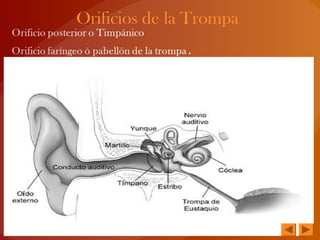 Orificios de la Trompa
 
