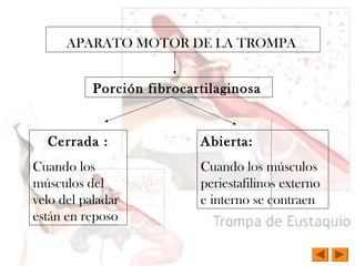 APARATO MOTOR DE LA TROMPA
Porción fibrocartilaginosa
Cerrada :
Cuando los
músculos del
velo del paladar
están en reposo
Abierta:
Cuando los músculos
periestafilinos externo
e interno se contraen
 