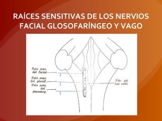 RAÍCES SENSITIVAS DE LOS NERVIOS
FACIAL GLOSOFARÍNGEO Y VAGO
 