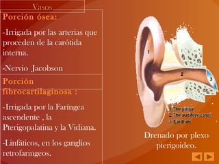 Porción ósea:
-Irrigada por las arterias que
proceden de la carótida
interna.
-Nervio Jacobson
VasosVasos
Porción
fibrocartilaginosa :
-Irrigada por la Faríngea
ascendente , la
Pterigopalatina y la Vidiana.
-Linfáticos, en los ganglios
retrofaringeos.
Drenado por plexo
pterigoideo.
 