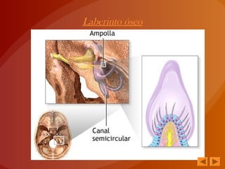 Laberinto óseo
 