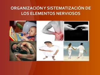 ORGANIZACIÓNY SISTEMATIZACIÓN DE
LOS ELEMENTOS NERVIOSOS
 