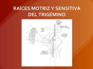 RAÍCES MOTRIZ Y SENSITIVA
DEL TRIGÉMINO
 