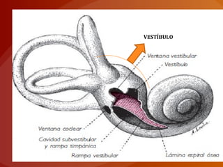 VESTÍBULO
 