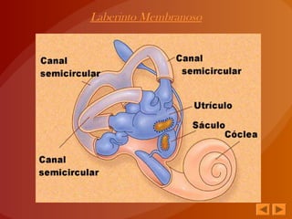 Laberinto Membranoso
 