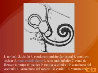 1. utrículo 2. sáculo 3. conducto semicircular lateral 4. conducto
coclear 5. canal endolinfático 6. saco endolinfatico 7. canal de
Hensen 8.rampa timpanica 9. rampa vestibular 10. acueducto del
vestibulo 11. acueducto del caracol 12. estribo 13. ventana redonda
 