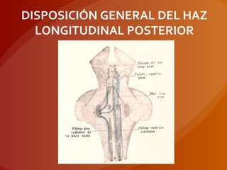 DISPOSICIÓN GENERAL DEL HAZ
LONGITUDINAL POSTERIOR
 