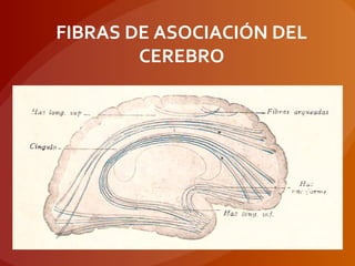 FIBRAS DE ASOCIACIÓN DEL
CEREBRO
 