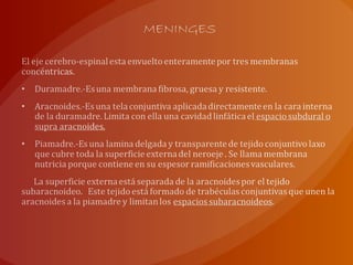 MENINGES
 