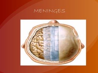 MENINGES
 