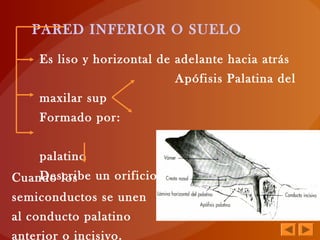 PARED INFERIOR O SUELO
Es liso y horizontal de adelante hacia atrás
Apófisis Palatina del
maxilar sup
Formado por:
Lámina horizontal del
palatino
Describe un orificioCuando los
semiconductos se unen
al conducto palatino
anterior o incisivo.
 