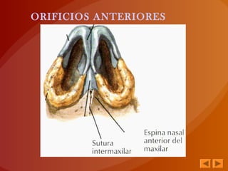 ORIFICIOS ANTERIORES
 