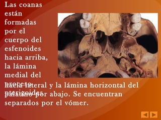 Las coanas
están
formadas
por el
cuerpo del
esfenoides
hacia arriba,
la lámina
medial del
proceso
pterigoides
hacia lateral y la lámina horizontal del
palatino por abajo. Se encuentran
separados por el vómer.
 