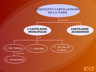 ESQUELETO CARTILAGINOSO
DE LA NARIZ
3 CARTÍLAGOS
PRINCIPALES
CARTÍLAGOS
ACCESORIOS
C. Del Tabique C. Laterales
C. Del Ala de
la Nariz
C. Vomerianos
comprende
son
a los lados
 