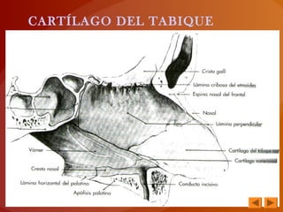 CARTÍLAGO DEL TABIQUE
 