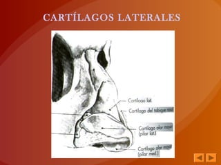 CARTÍLAGOS LATERALES
 