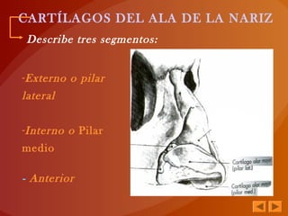 CARTÍLAGOS DEL ALA DE LA NARIZ
Describe tres segmentos:
-Externo o pilar
lateral
-Interno o Pilar
medio
- Anterior
 