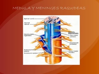 MEDULA Y MENINGES RAQUIDEAS
 