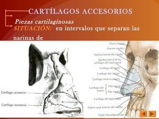 CARTÍLAGOS ACCESORIOS
Piezas cartilaginosas
SITUACIÓN: en intervalos que separan las
narinas de
los C. laterales
 