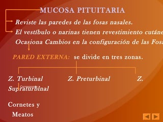 MUCOSA PITUITARIA
Reviste las paredes de las fosas nasales.
El vestíbulo o narinas tienen revestimiento cutáne
Ocasiona Cambios en la configuración de las Fosa
PARED EXTERNA: se divide en tres zonas.
Z. Turbinal Z. Preturbinal Z.
Supraturbinal
Cornetes y
Meatos
Corresponde a
 
