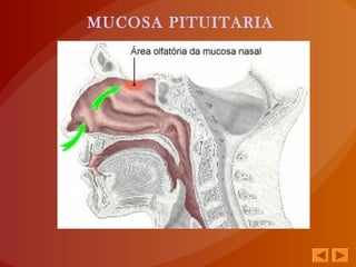 MUCOSA PITUITARIA
 
