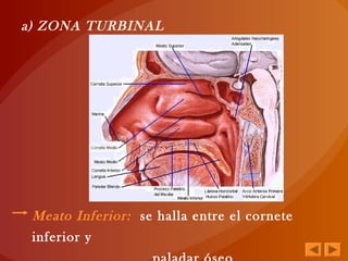 Meato Inferior: se halla entre el cornete
inferior y
a) ZONA TURBINAL
 