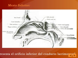 Meato Inferior:
resenta el orificio inferior del conducto lacrimonasal.
 