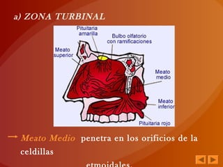 Meato Medio penetra en los orificios de la
celdillas
a) ZONA TURBINAL
 