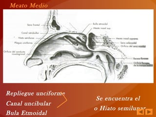 Repliegue unciforme
Se encuentra el
Canal uncibular
o Hiato semilunar
Bula Etmoidal
Meato Medio
 
