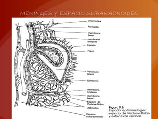 MENINGES Y ESPACIO SUBARACNOIDEO
 