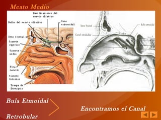 Bula Etmoidal
Encontramos el Canal
Retrobular
Meato Medio
 