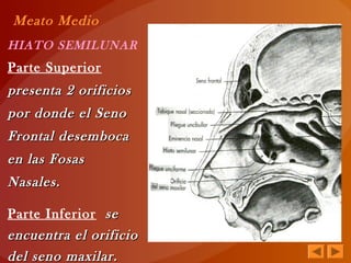 HIATO SEMILUNAR
Parte Superior
presenta 2 orificiospresenta 2 orificios
por donde el Senopor donde el Seno
Frontal desembocaFrontal desemboca
en las Fosasen las Fosas
Nasales.Nasales.
Parte Inferior sese
encuentra el orificioencuentra el orificio
del seno maxilar.del seno maxilar.
Meato Medio
 