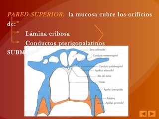 PARED SUPERIOR: la mucosa cubre los orificios
de:
Lámina cribosa
Conductos pterigopalatinos
SUBMUCOSOS
Conductos esfenovomerianos
 