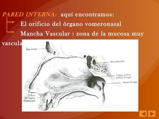 PARED INTERNA: aquí encontramos:
El orificio del órgano vomeronasal
Mancha Vascular : zona de la mucosa muy
vascularizada.
 