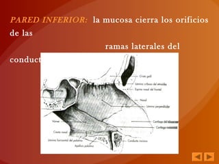 PARED INFERIOR: la mucosa cierra los orificios
de las
ramas laterales del
conducto palatino
anterior.
 