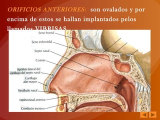 ORIFICIOS ANTERIORES: son ovalados y por
encima de estos se hallan implantados pelos
llamados VIBRISAS
 