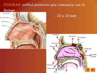 COANAS: orificó posterior que comunica con la
faringe
Miden: - 2cm de altura - 12 a 14 mm
transversalmente
 