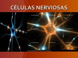 CÉLULAS NERVIOSASCÉLULAS NERVIOSAS
 
